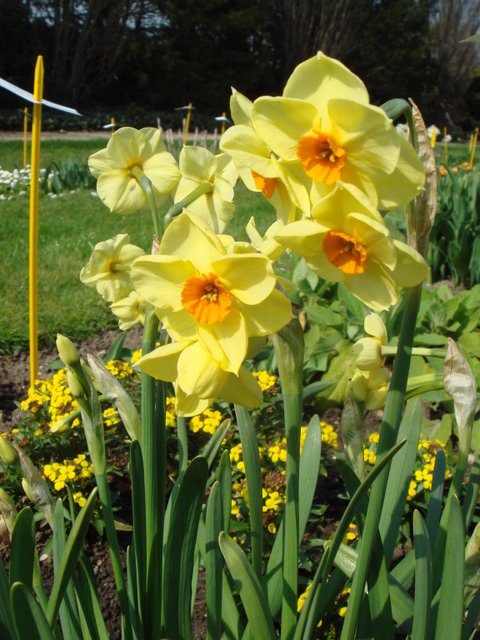 Narcissus tazetta 'Scarlet Gem' PB 7